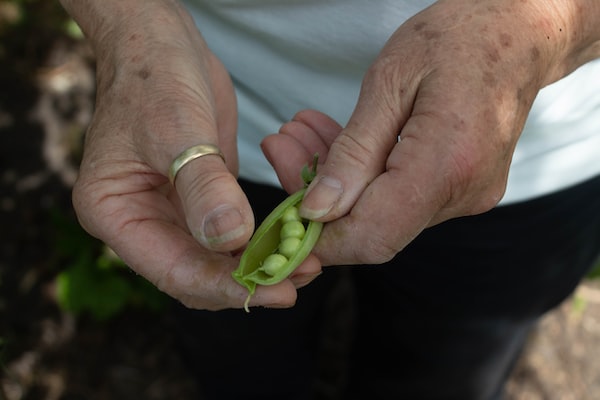 grow Lima Beans