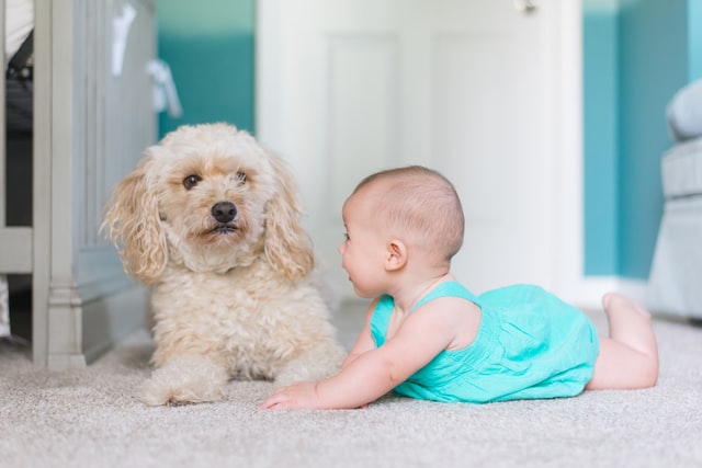 The Relation Between Health of Babies and Carpet Cleaning