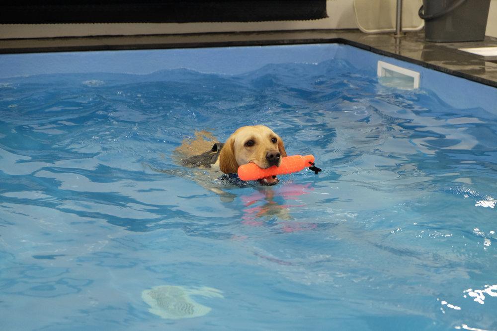 dog swimming pool