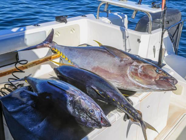 Three yellowfin tuna on the background of sea water on board the boat.