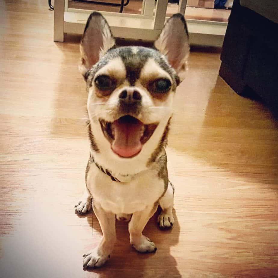 Is Husky Chihuahua Mix aggressive breed 