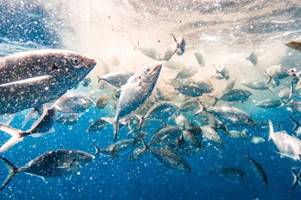 Unlocking The Gold Coast's Mahi Mahi Bounty FAD Fishing Adventures