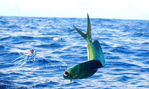 Unlocking The Gold Coast's Mahi Mahi Bounty FAD Fishing Adventures
