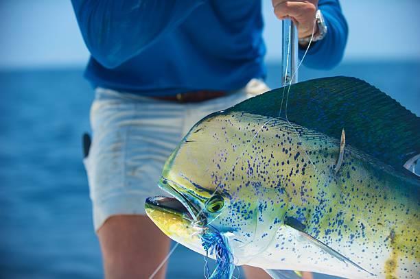 Unlocking The Gold Coast's Mahi Mahi Bounty FAD Fishing Adventures