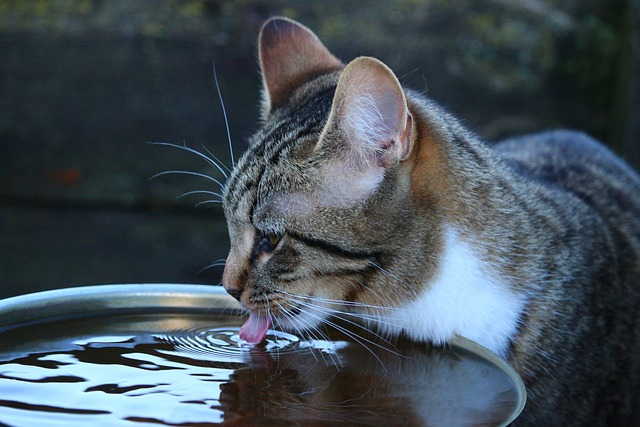 The 7 Best Cat Water Fountains of 2023, Tested and Reviewed