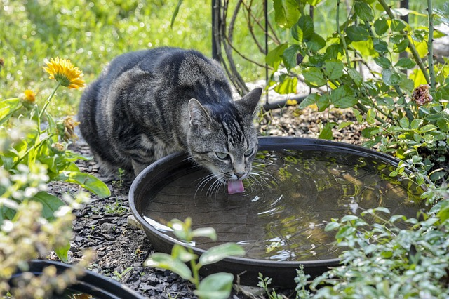 Best Cat Water Fountains