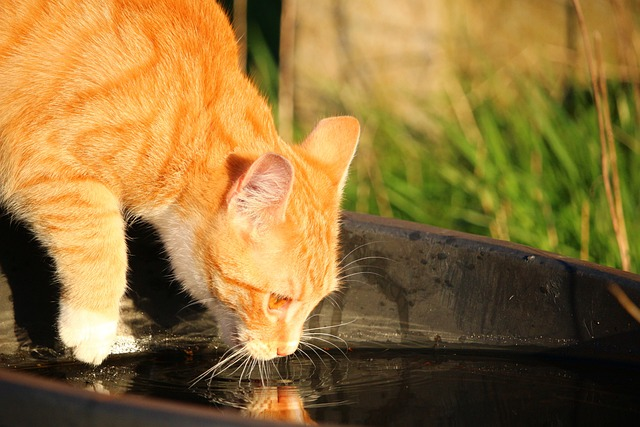 Best Cat Water Fountains