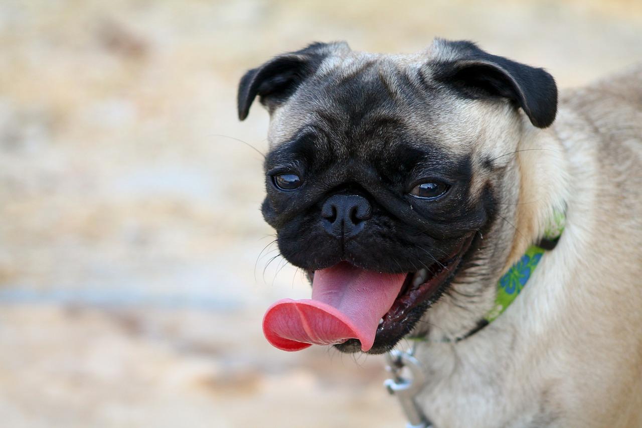 Pug puppies sale USA.jpg