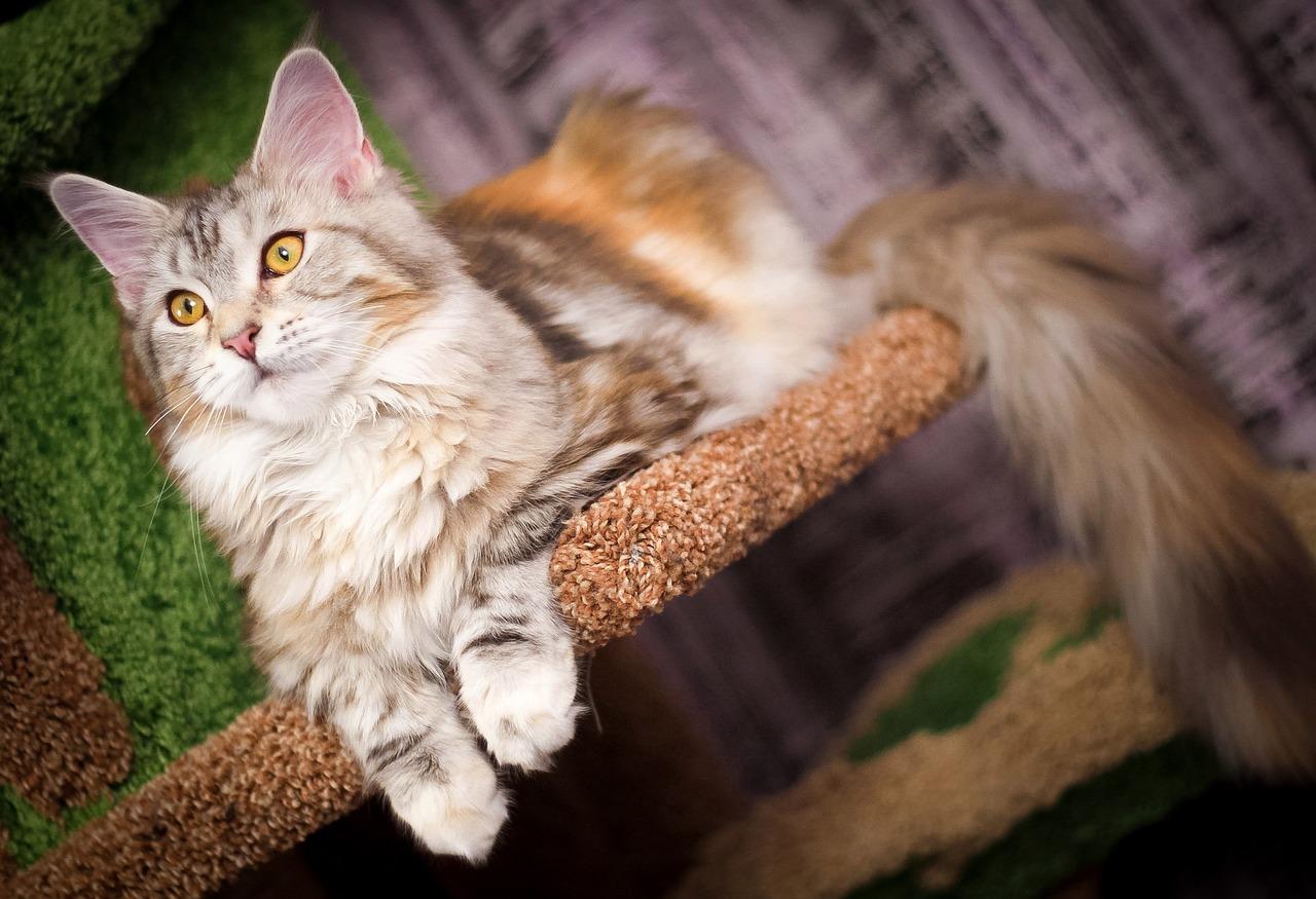 maine coon kitten.jpg